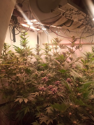 Growreport Bild 15