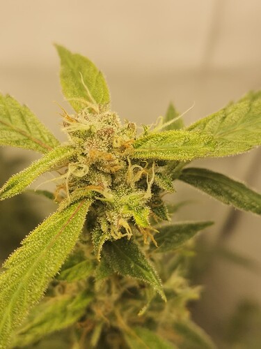 Growreport Bild 8