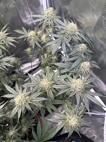 Growreport Bild 25