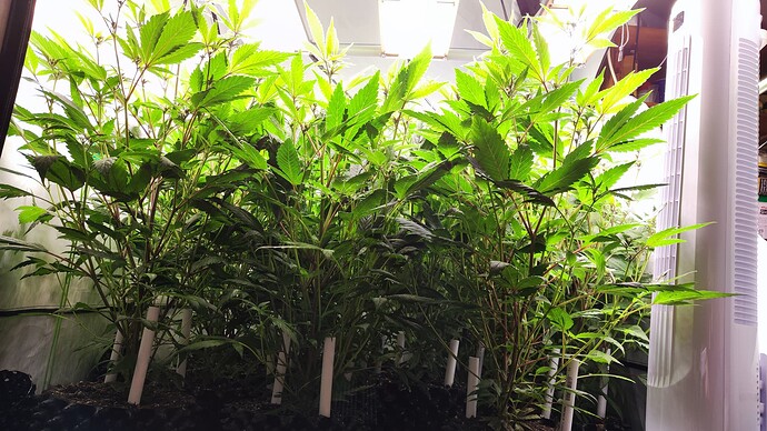 Growreport Bild 1