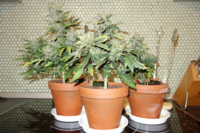 Growreport Bild 34