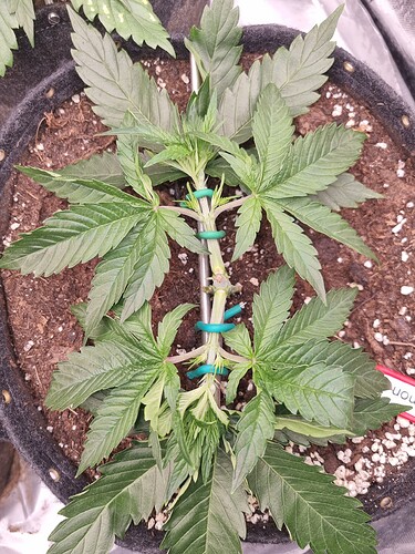 Growreport Bild 61