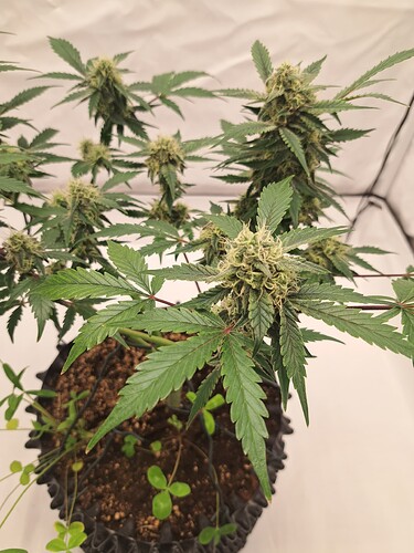 Growreport Bild 9
