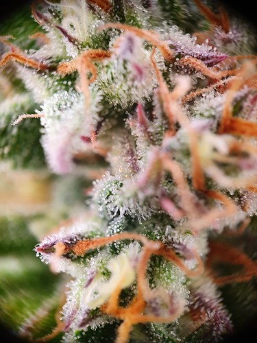 Growreport Bild 7