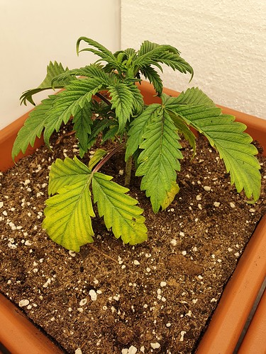 Growreport Bild 4