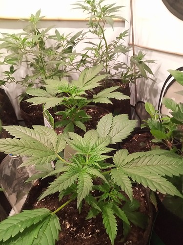Growreport Bild 4