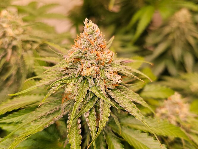 Growreport Bild 17