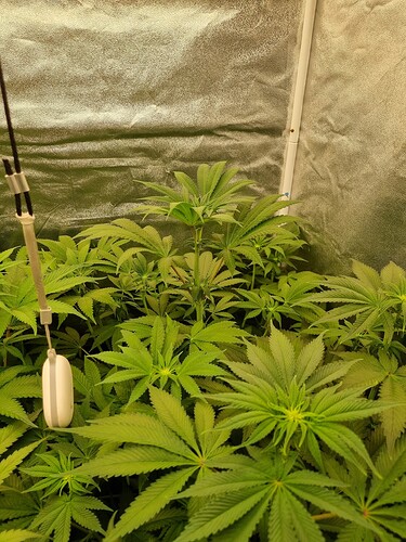 Growreport Bild 54