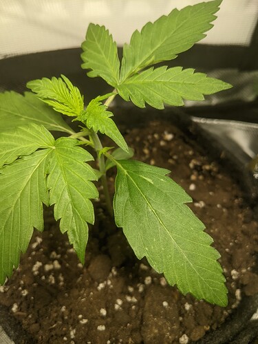 Growreport Bild 1