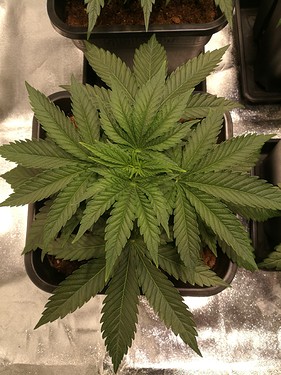 Growreport Bild 8