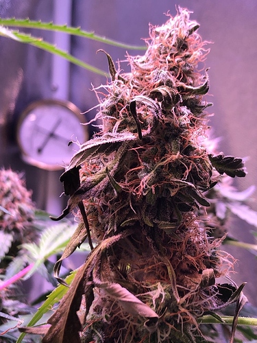 Growreport Bild 34