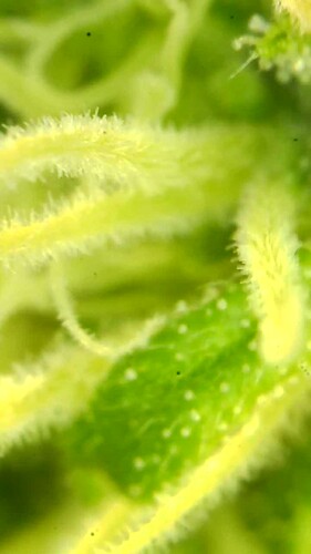 Growreport Bild 41