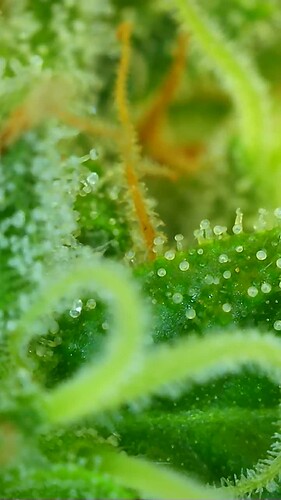Growreport Bild 19