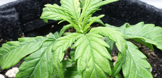 Growreport Bild 3