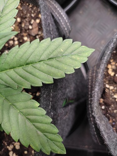 Growreport Bild 19