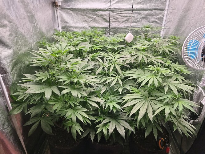 Growreport Bild 43
