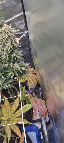 Growreport Bild 27