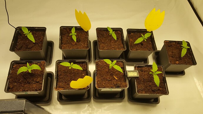 Growreport Bild 2
