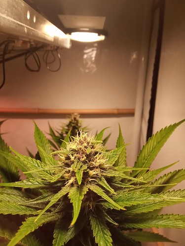 Growreport Bild 59