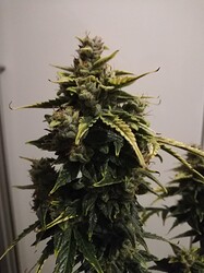 GG#1_240108-1