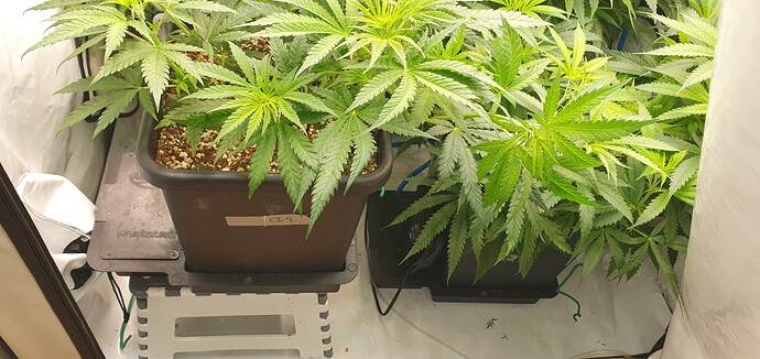 Growreport Bild 8