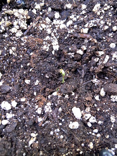 Growreport Bild 7