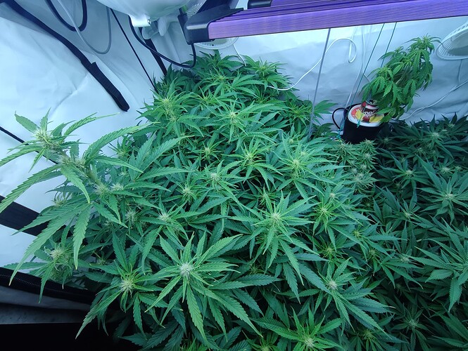 Growreport Bild 4