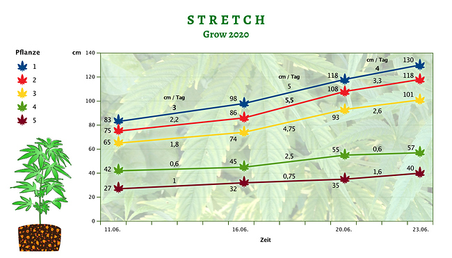 Growreport Bild 4