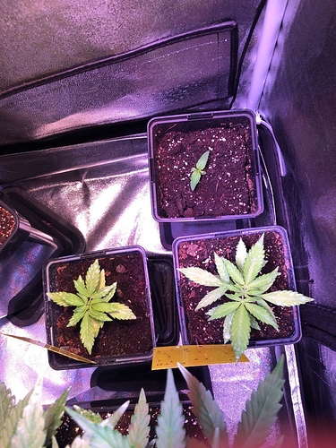 Growreport Bild 13