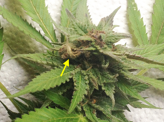 Growreport Bild 7