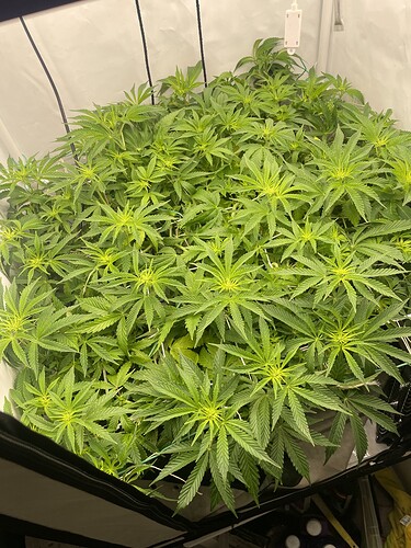Growreport Bild 3
