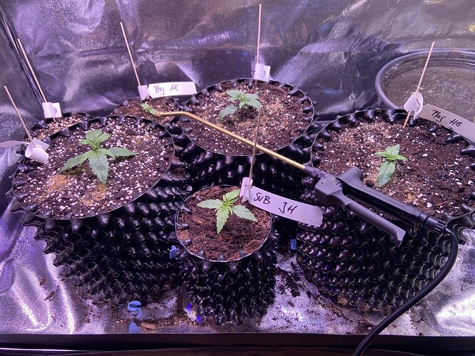 Growreport Bild 30
