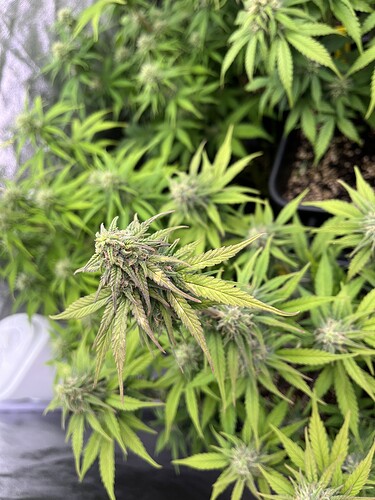 Growreport Bild 3