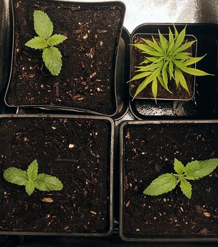 Growreport Bild 6