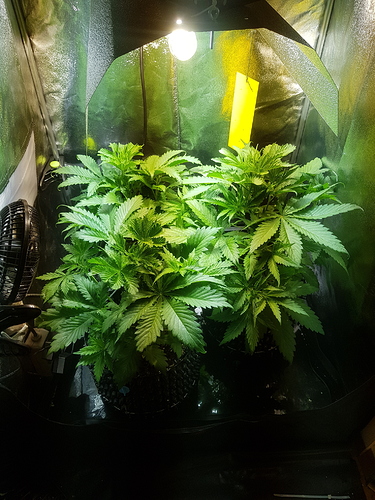 Growreport Bild 3