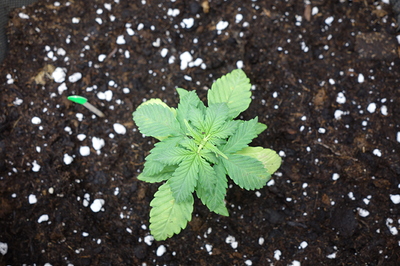 Eine junge Cannabispflanze in einem Topf mit Erde, die ersten Blätter sind gut entwickelt.