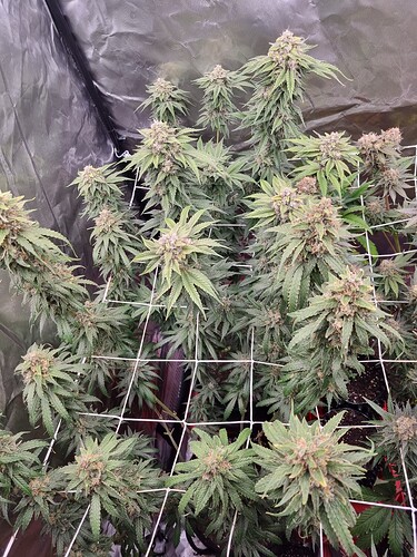 Growreport Bild 19