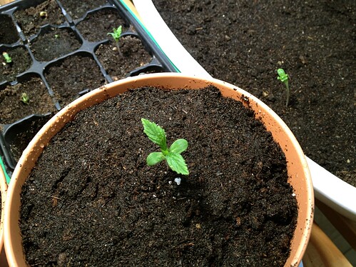 Growreport Bild 53