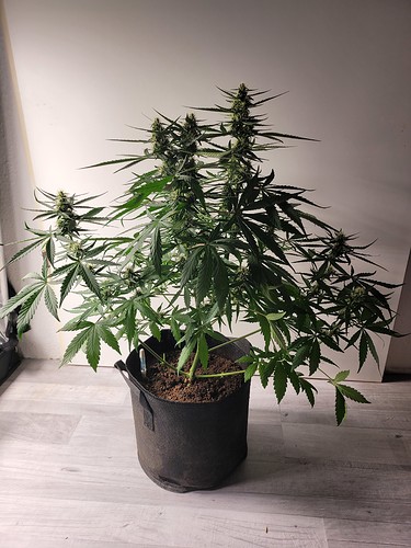 Growreport Bild 11