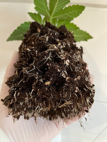 Growreport Bild 15