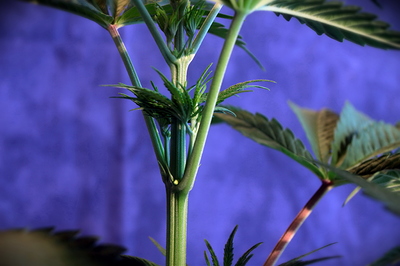 Growreport Bild 3