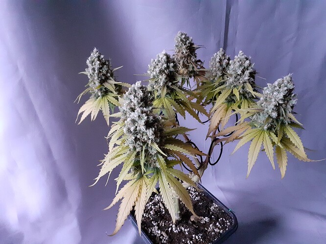 Growreport Bild 192