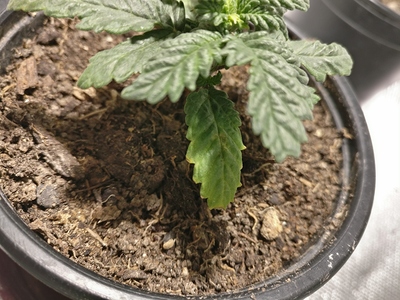 Growreport Bild 2