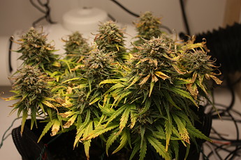 Growreport Bild 10