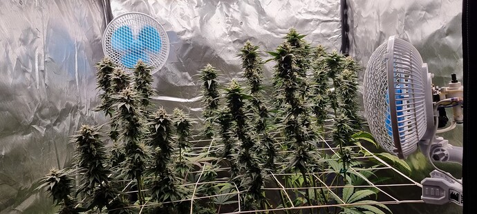 Growreport Bild 7