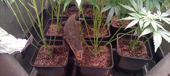 Growreport Bild 1