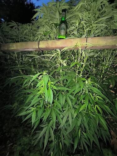 Growreport Bild 1