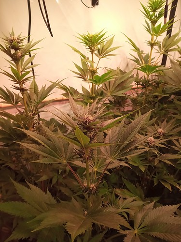 Growreport Bild 48