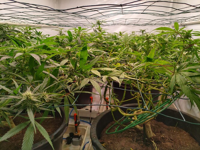 Growreport Bild 1