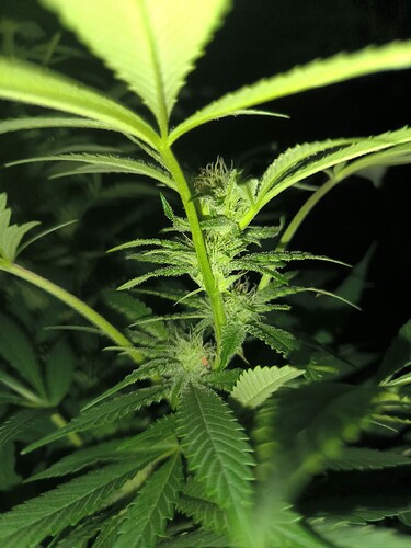 Growreport Bild 11